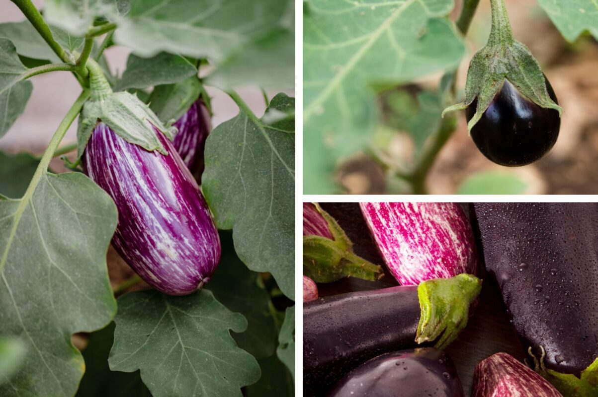 Експерт розповів, що робити з пустоцвітами на баклажанах