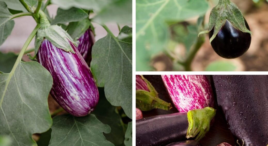 Франківці не витрачають час на пустоцвіти: ось чому в 2025-му баклажани у них пруть і пруть 