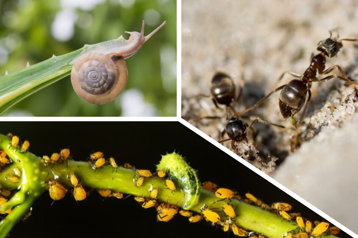 Городники розсекретили ефективний засіб проти шкідників