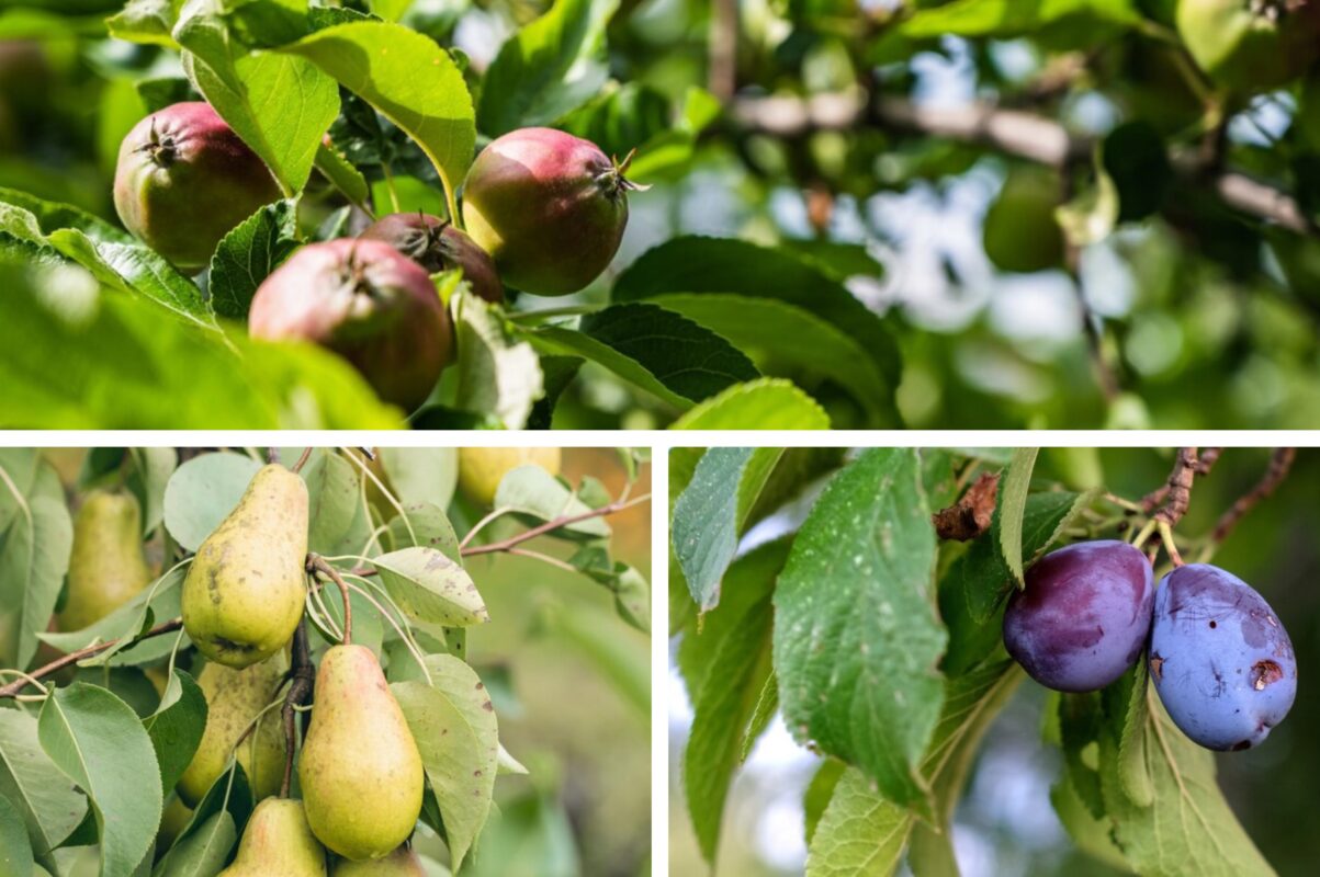 Садівники розповіли, як врятувати яблуню, сливу та грушу від моніліозу