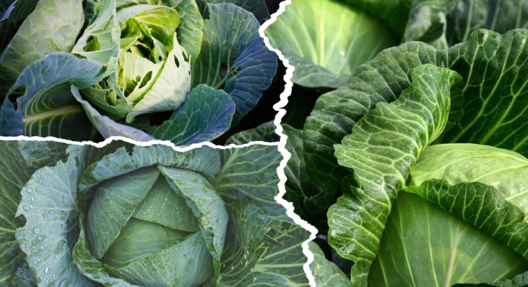 1 продукт і 1 дія – плодів буде “море”: ось чим підживлюю капусту щороку, і в 2025 теж 