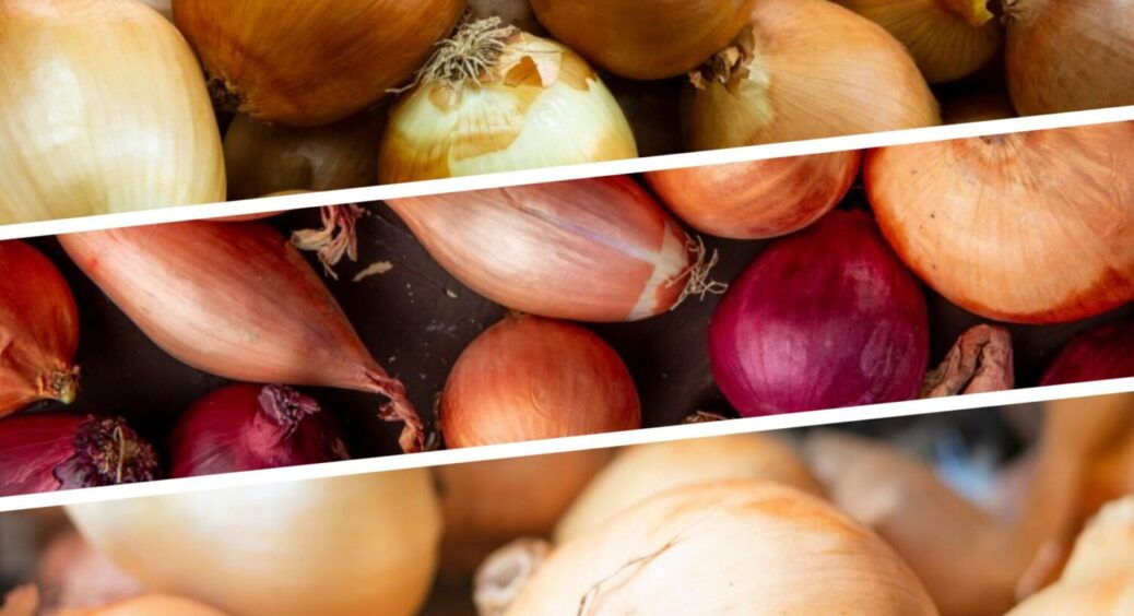 Бачу цю 1 ознаку – одразу прибираю цибулю на дачі на Одещині: не головки, а гіганти 