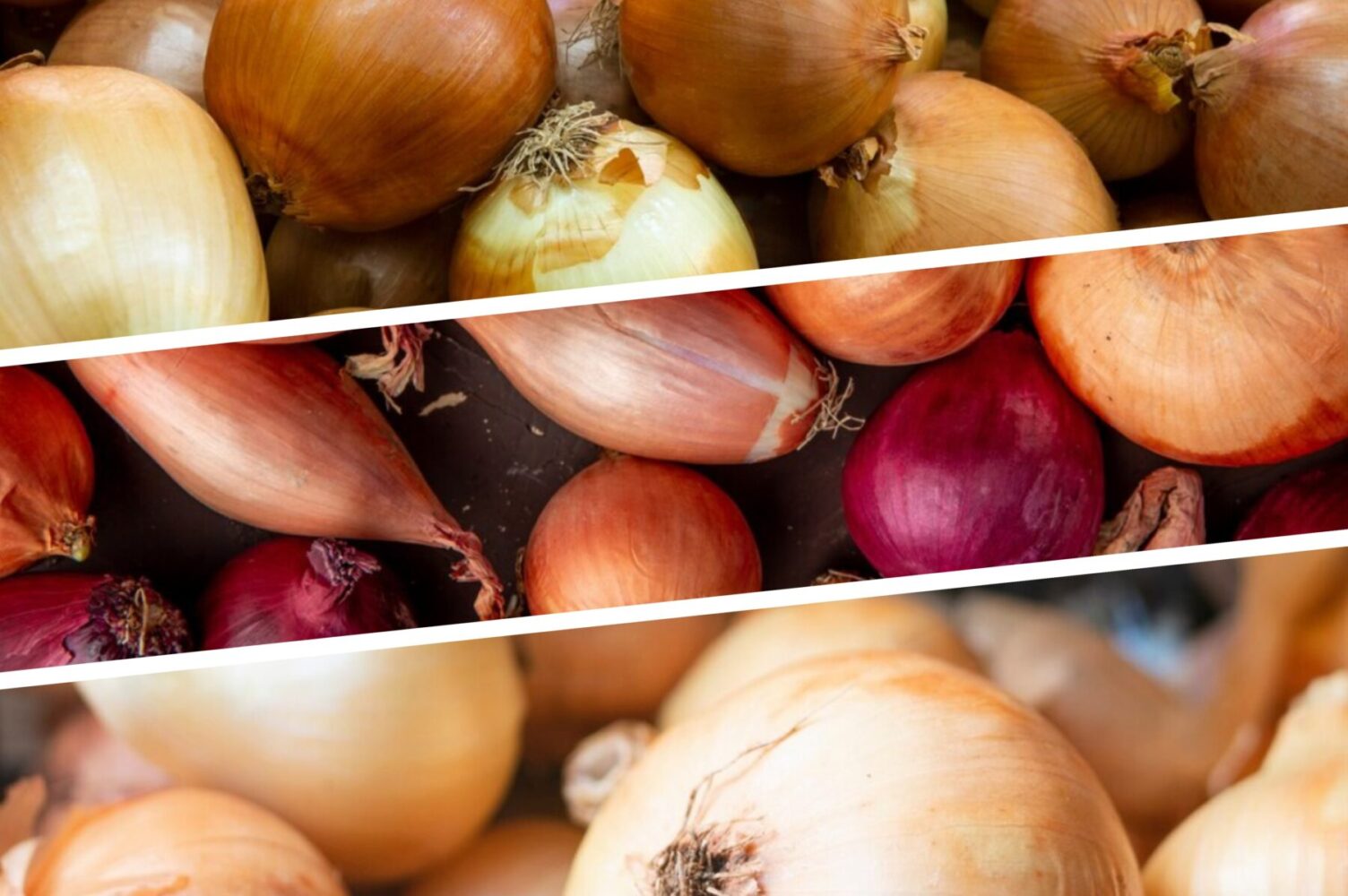 Городники розповіли, чим підживити цибулю в липні 2025 для шаленого врожаю