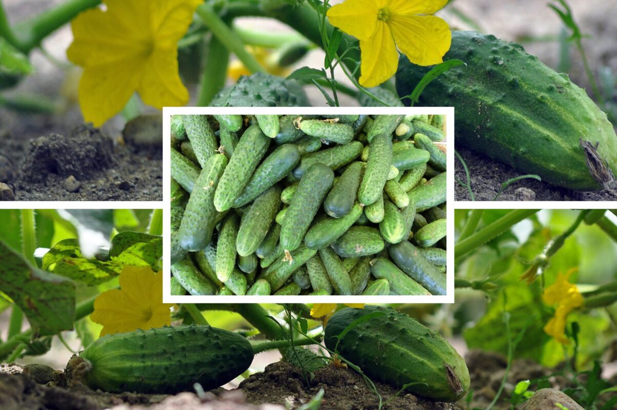 Агрономи назвали найкращі сорти огірків для посадки в липні 2025
