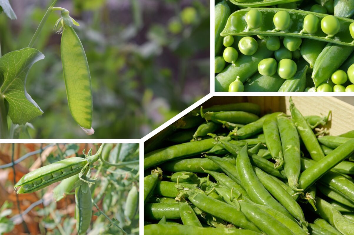 Городники розповіди, що зробити з горошком для щедрого врожаю