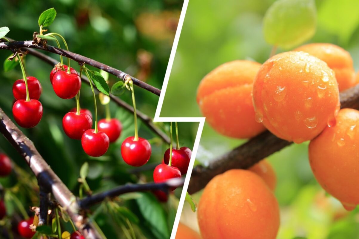Садівники розповіли, чим полити абрикос і вишню влітку для гарного врожаю