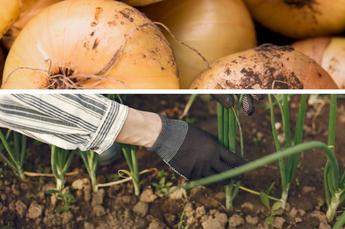 Городники розповіли, що зробити з цибулею всередині липня