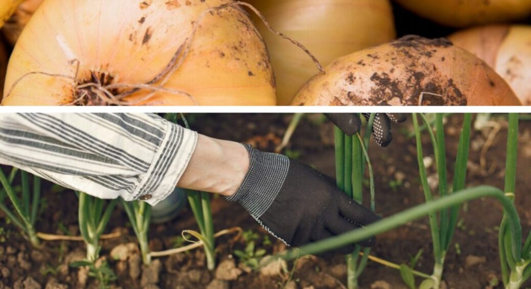 Найкраще липневе підживлення 2025: полийте цибулю цим прямо зараз – і врожаю буде цілий океан 