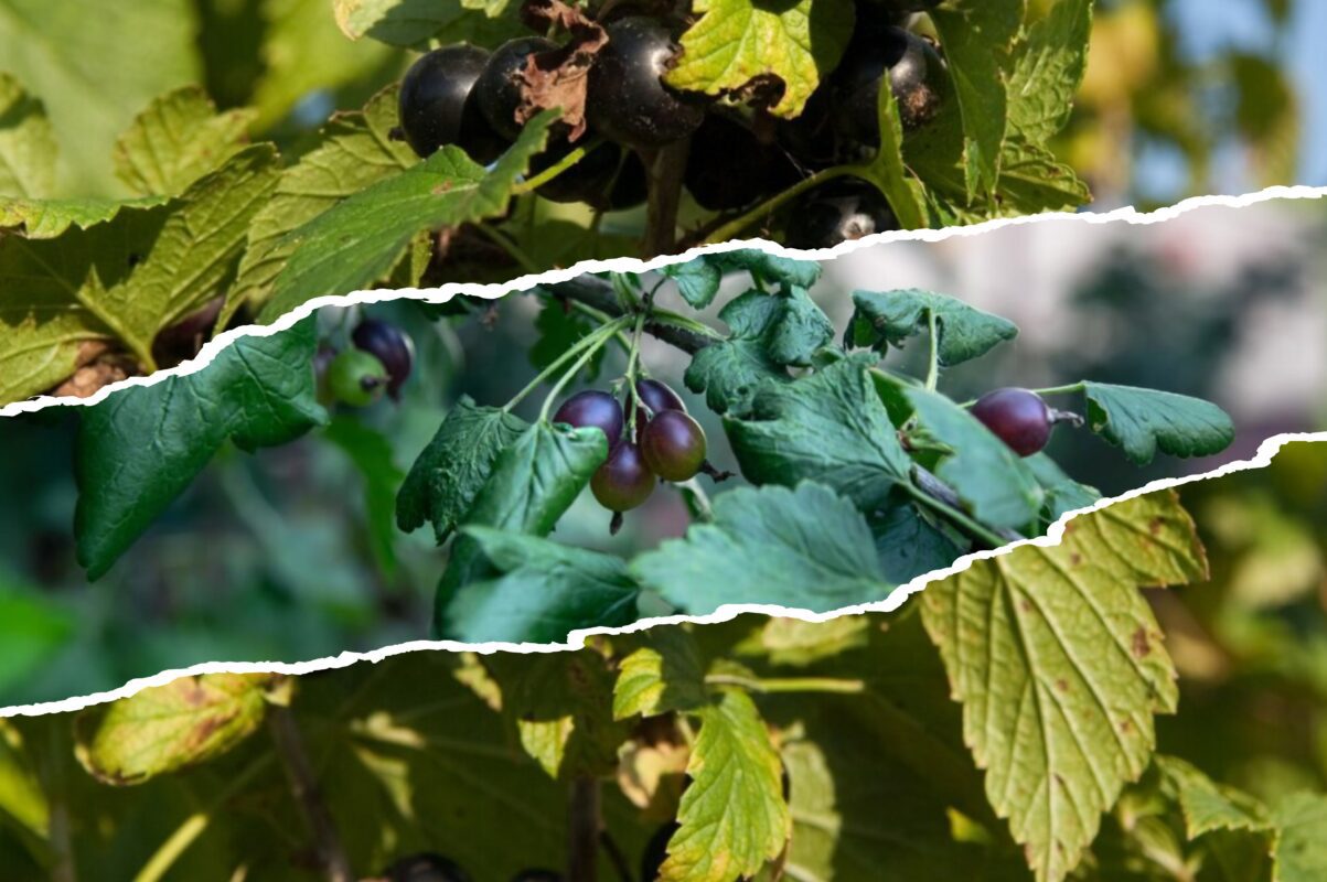 Господиня розповіла, чим підживити смородину та ожину осінню