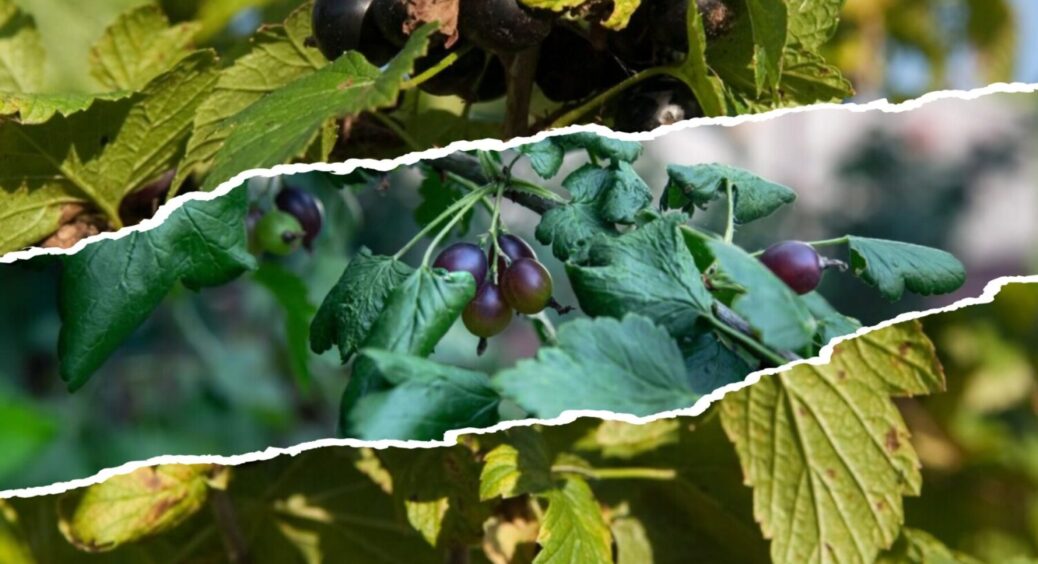 2 добрива пізньою осінню – і в 2026-му що ожина, що смородина вродять дуже добре: ось що це 