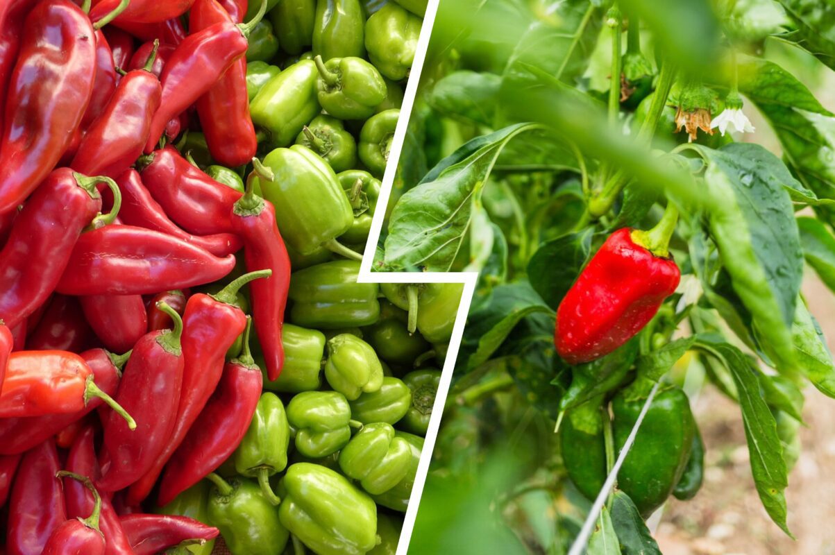 Городниця дала рецепт кращого підживлення для солодких перців