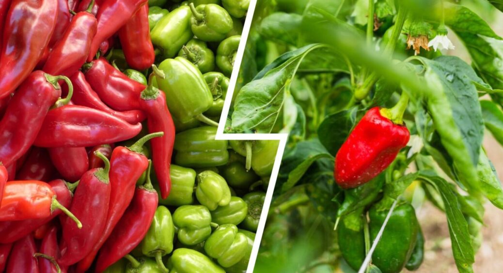 Щоб перець наливався, а не сох та чах: як обрізають йому листя на Київщині у 2025-му 