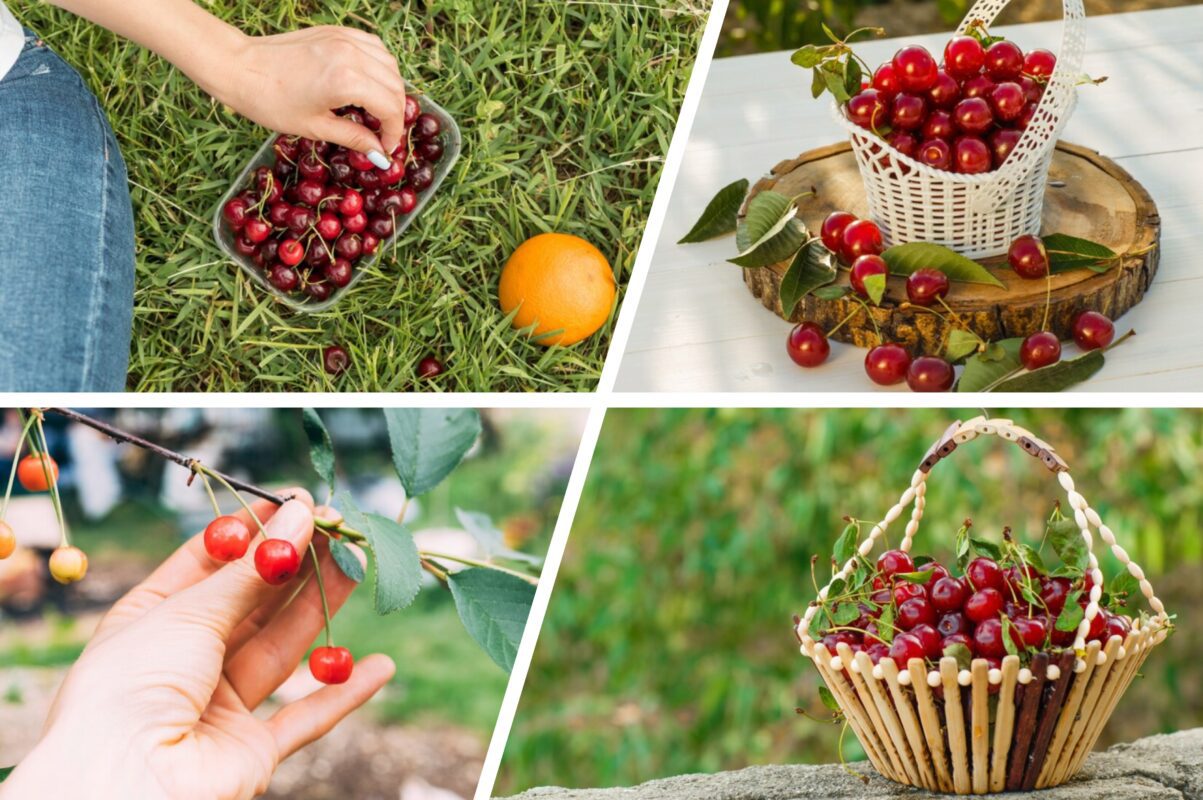 Садівники розповіли секрет рясного плодоношення вишні й черешні наступного року