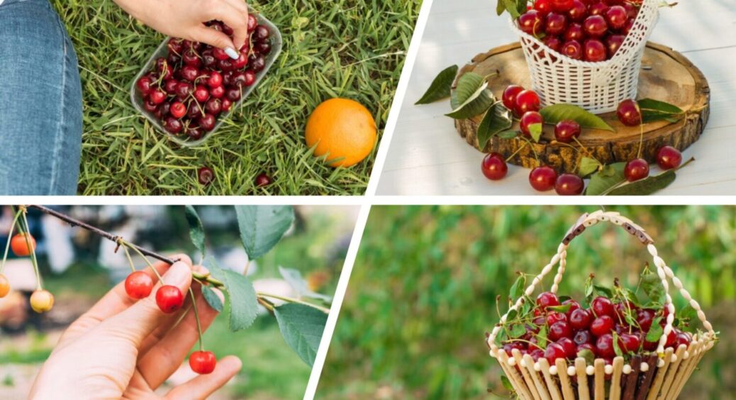 Без паніки – все буде: що зробити з вишнею і черешнею зараз, щоб в 2026-му зібрати МЕГА врожай 