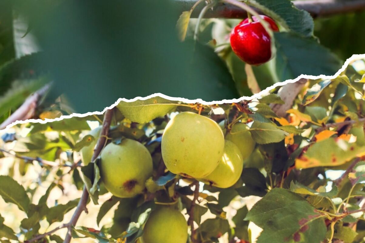 Агроном розповів, як вивести з ділянки плодожерку