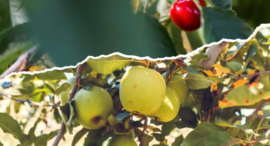 Яблуня + вишня = добриво 2в1: що зробити з плодовими деревами в липні 2025 для рясного врожаю 