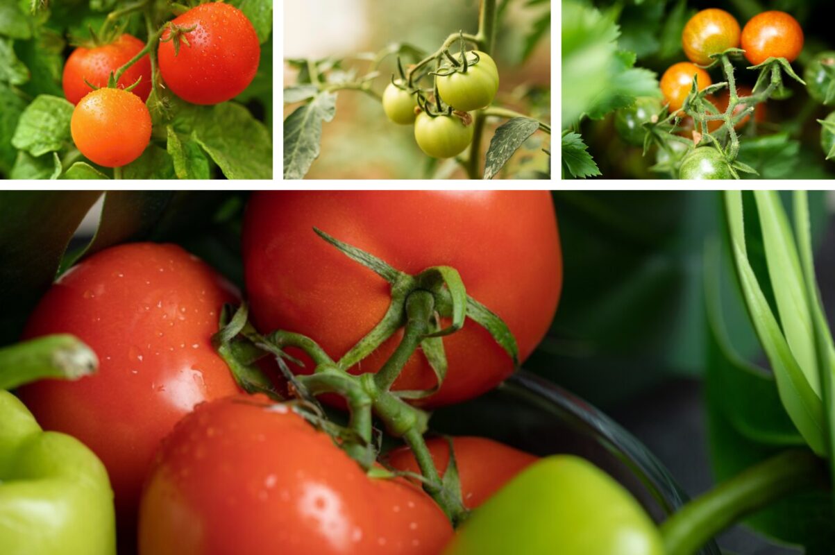 Агроном розповів, як треба обривати листя у томатів