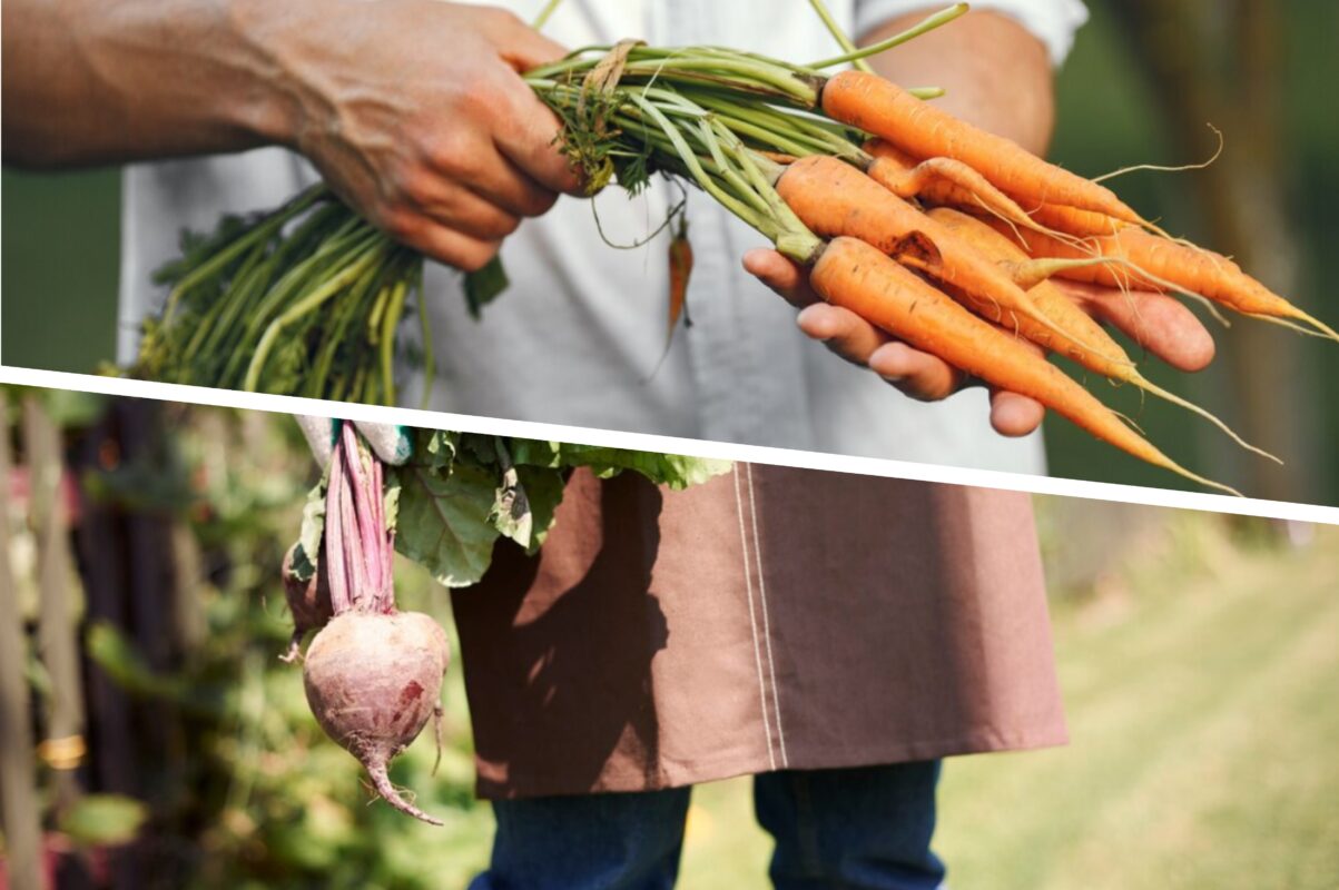 Городники розсекретили універсальне добриво для моркви й буряка – як приготувати