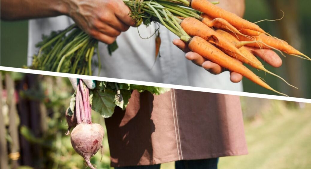 Універсальне добриво – 2в1: чим полити моркву й буряк – найкраща липнева підживка 2025 