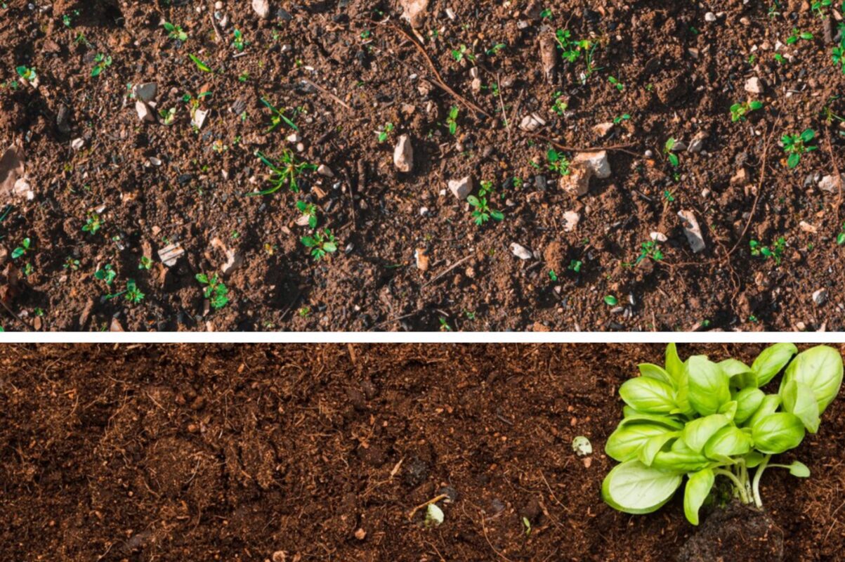 Городники назвали найкращі кальцієві добрива для грядок