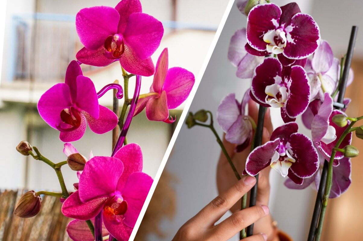 Експерт розповів, як спровокувати тривале цвітіння у орхідеї
