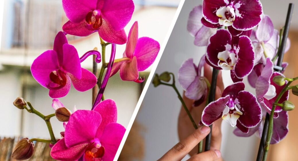 Поливаю цим орхідеї 2 рази на місяць, і маю купу квітів нон-стоп: моя мама аж затримує подих 