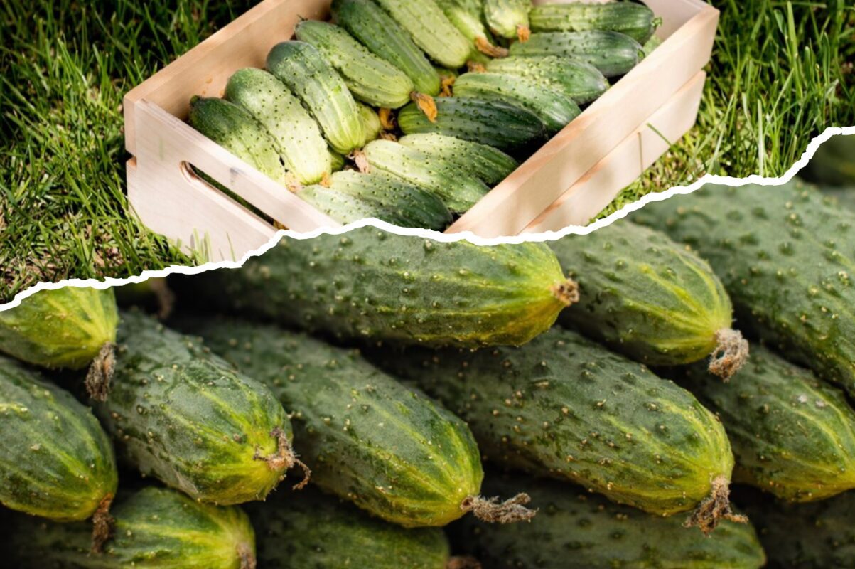 Садівники пояснили, який засіб із кухні впливає на кількість огірків на грядці 