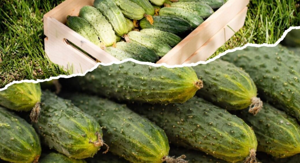 Гіркими не будуть, якщо виконаєте 3 умови: чому огірки гірчать і як цього уникнути заздалегідь 