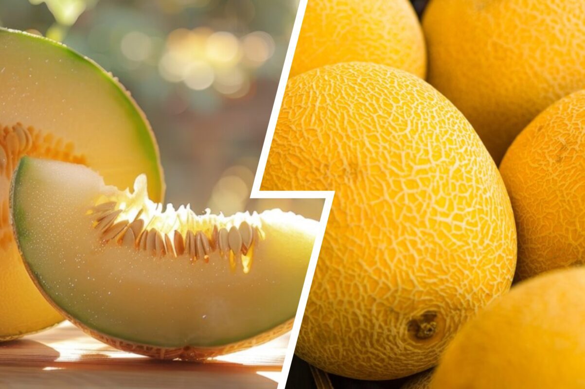 Агроном розповів, як виростити смачні та солодкі дині