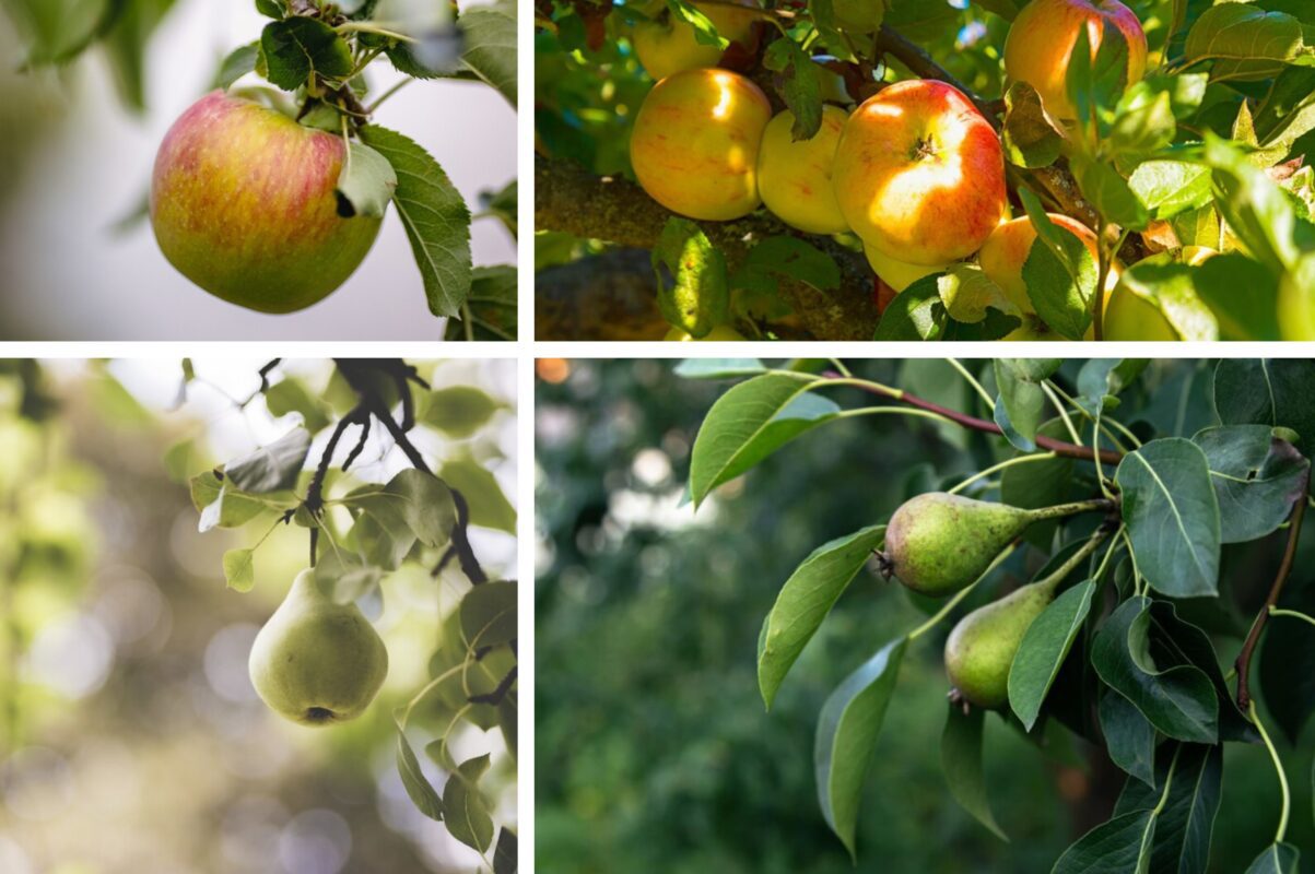 Експерт розповів, як захистити дерева від парші та моніліозу