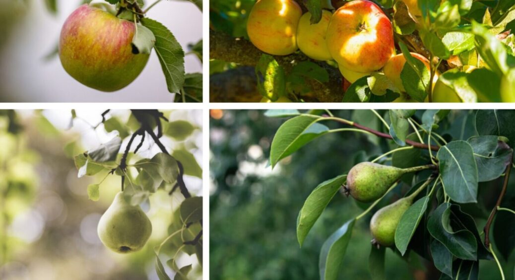 800 г на 10 л води, і на яблуні з грушею ні парші, ні моніліозу: врожаю буде у 2 рази більше 