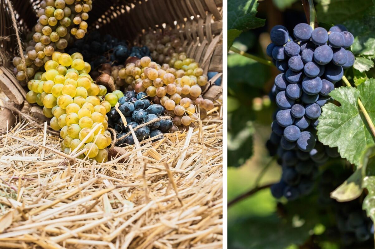 Садівники розповіли, що зробити з виноградом під час наливання ягід