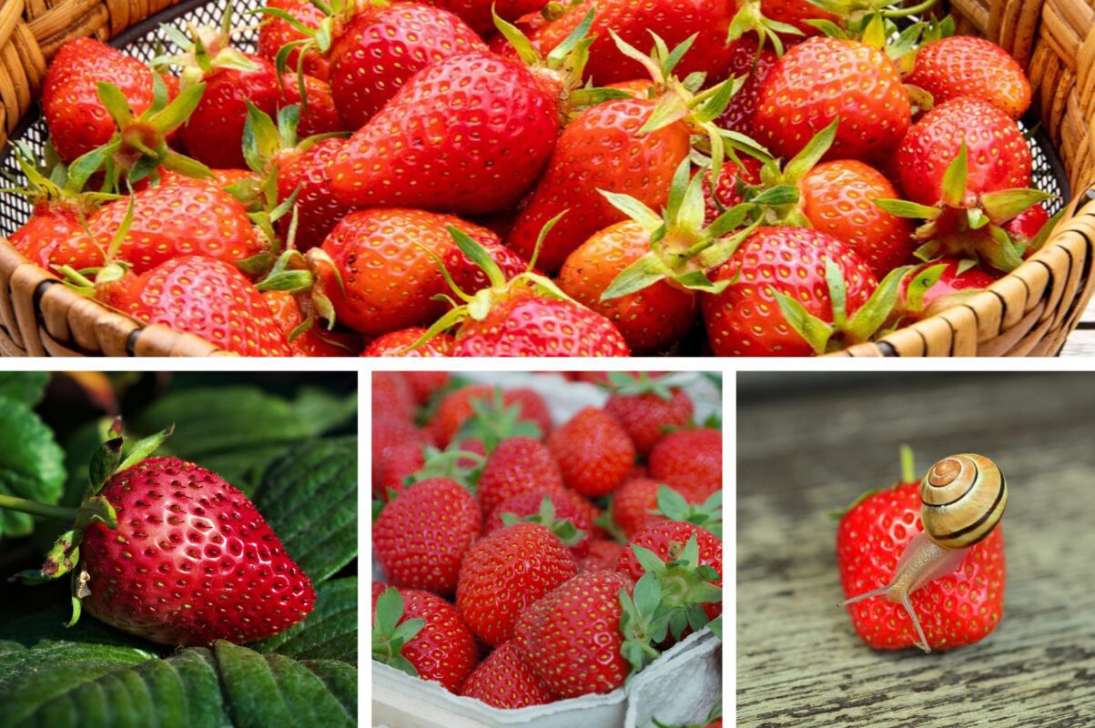 Садівник розповів, як виростити розкішну полуницю