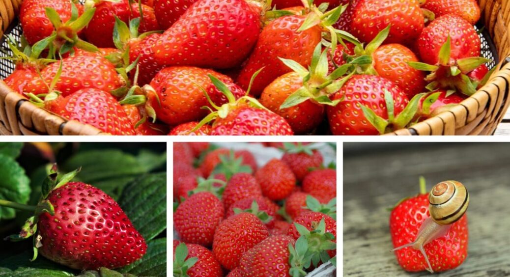 Ягід буде втричі більше – працює завжди: зробіть 1 дію з полуницею після збору врожаю 
