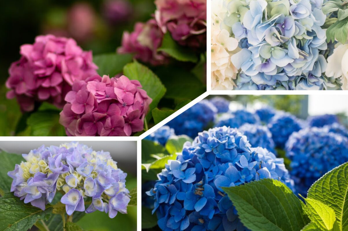 Садівники розповіли, чим полити гортензії в липні для пишного цвіту