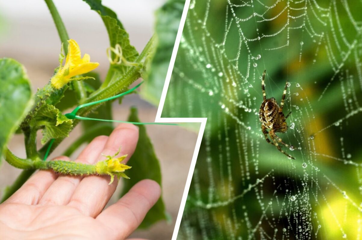 Садівники пояснили, який розчин прожене попелицю з городу до кінця сезону
