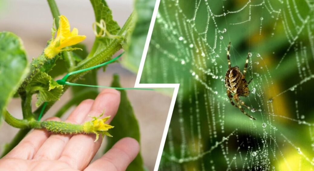 Попелиця відступить від овочів в городі після 1 обробки: 5 грамів на 10 літрів теплої води 