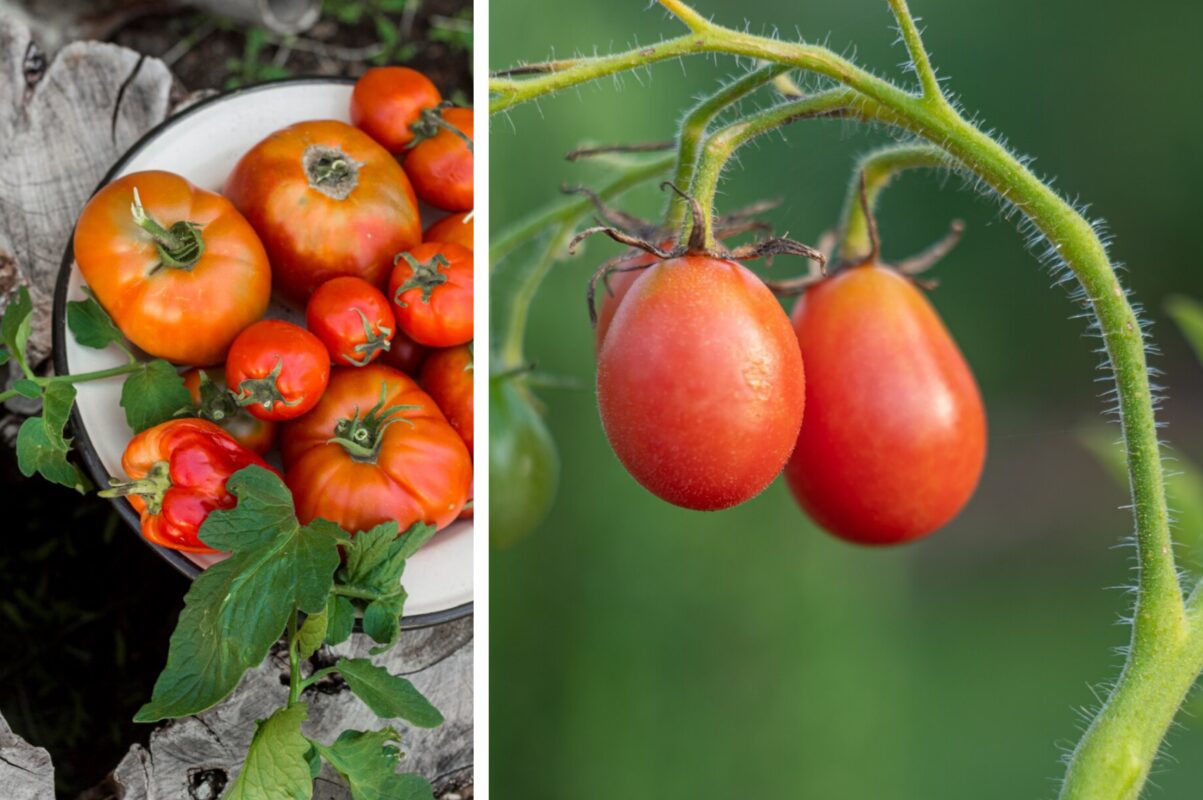 Голландські садівники розповіли, як у 10 разів збільшити врожай томатів