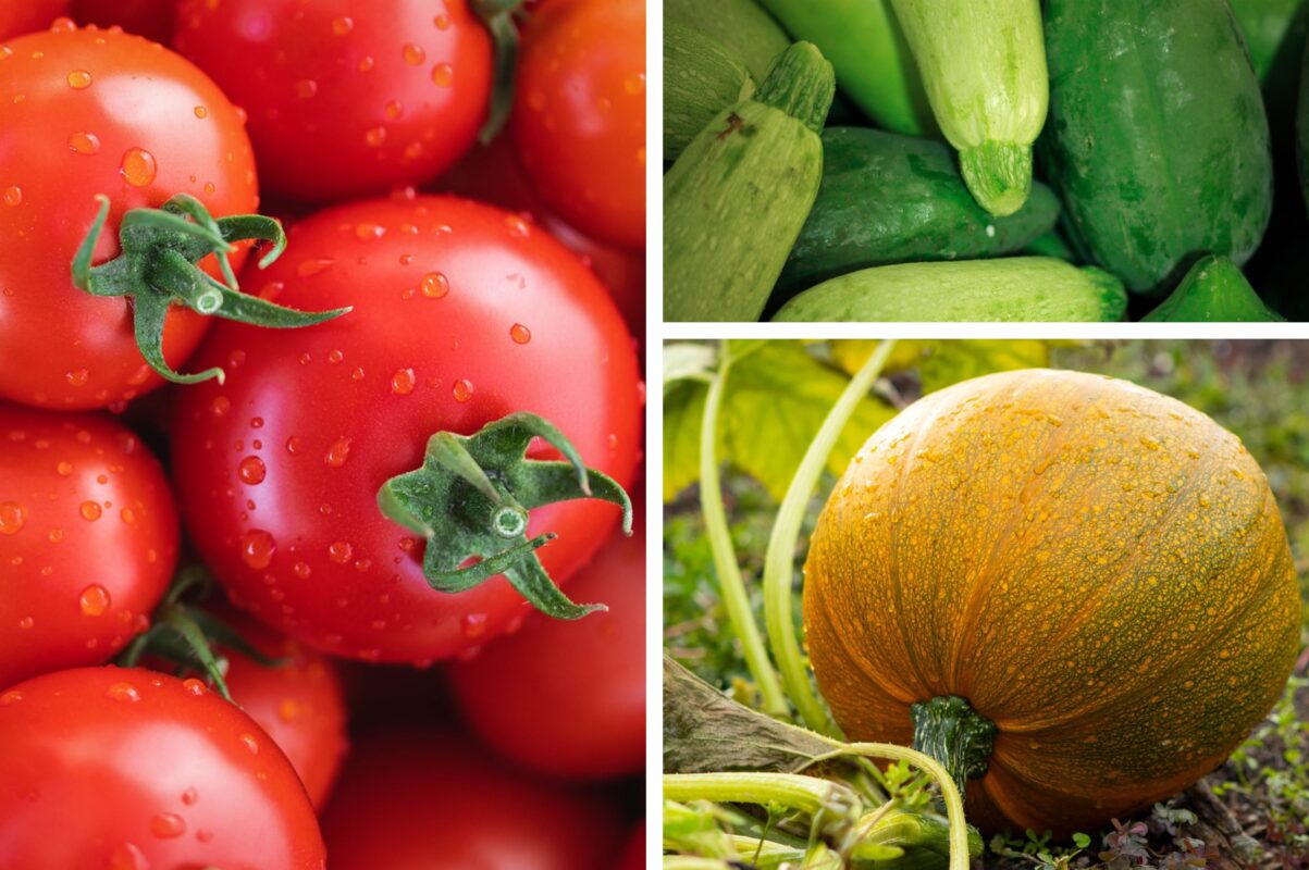 Городники розповіли, чим полити томати й баштанні рослини під час цвітіння