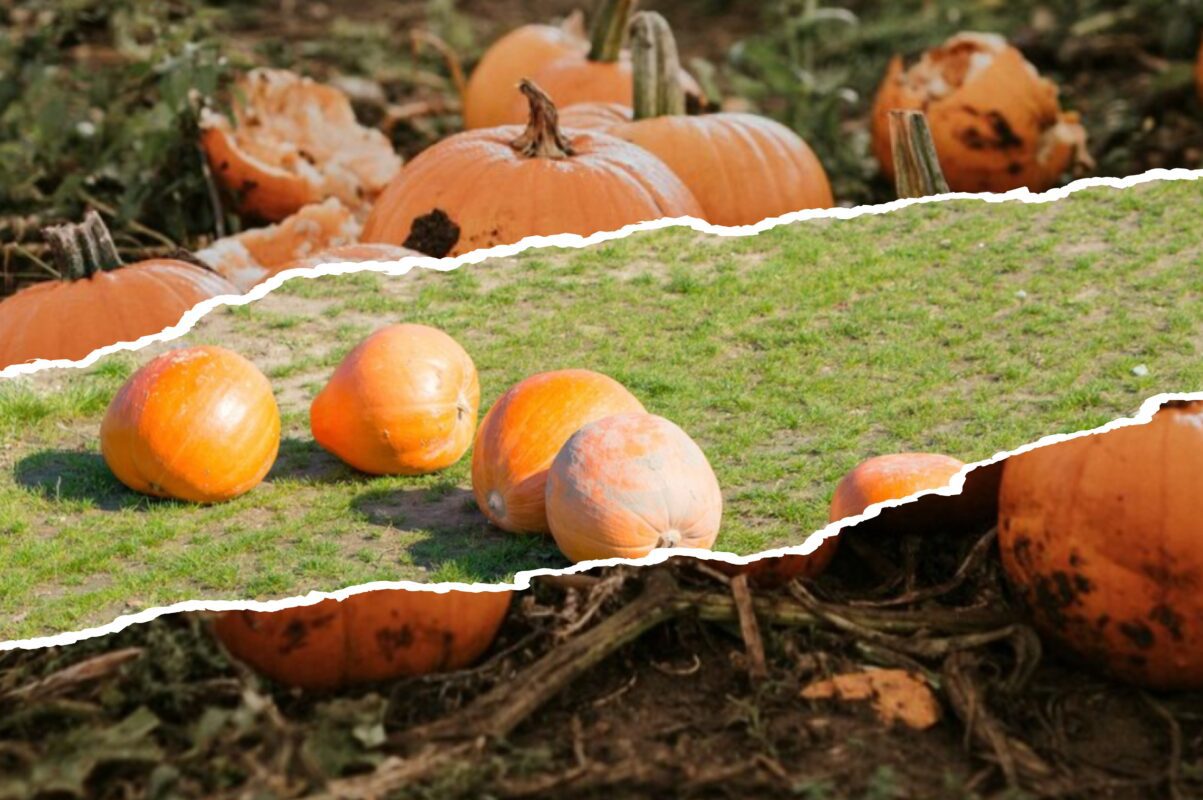 Городники розповіли, чим полити гарбуз для вдвічі більшого врожаю