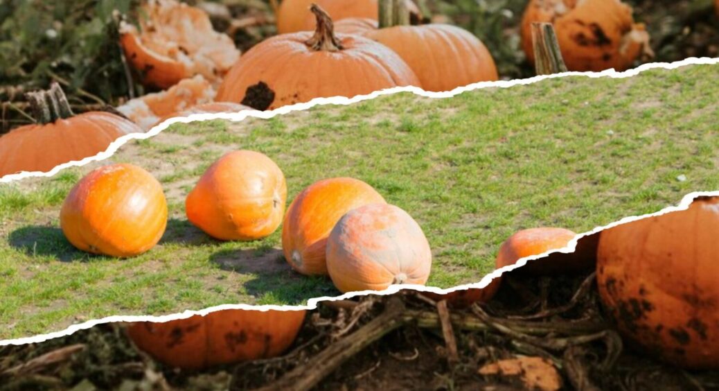 Вдвічі більше плодів овочу гарантовано! Ось чим треба полити гарбузи до 1 серпня 2025 року 