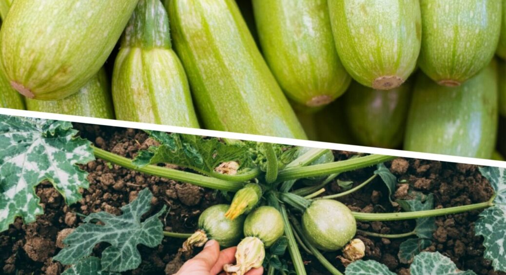 Про цю хитрість знають 10 зі 100 дачників: зробіть ЦЕ з кабачками до кінця липня 2025 