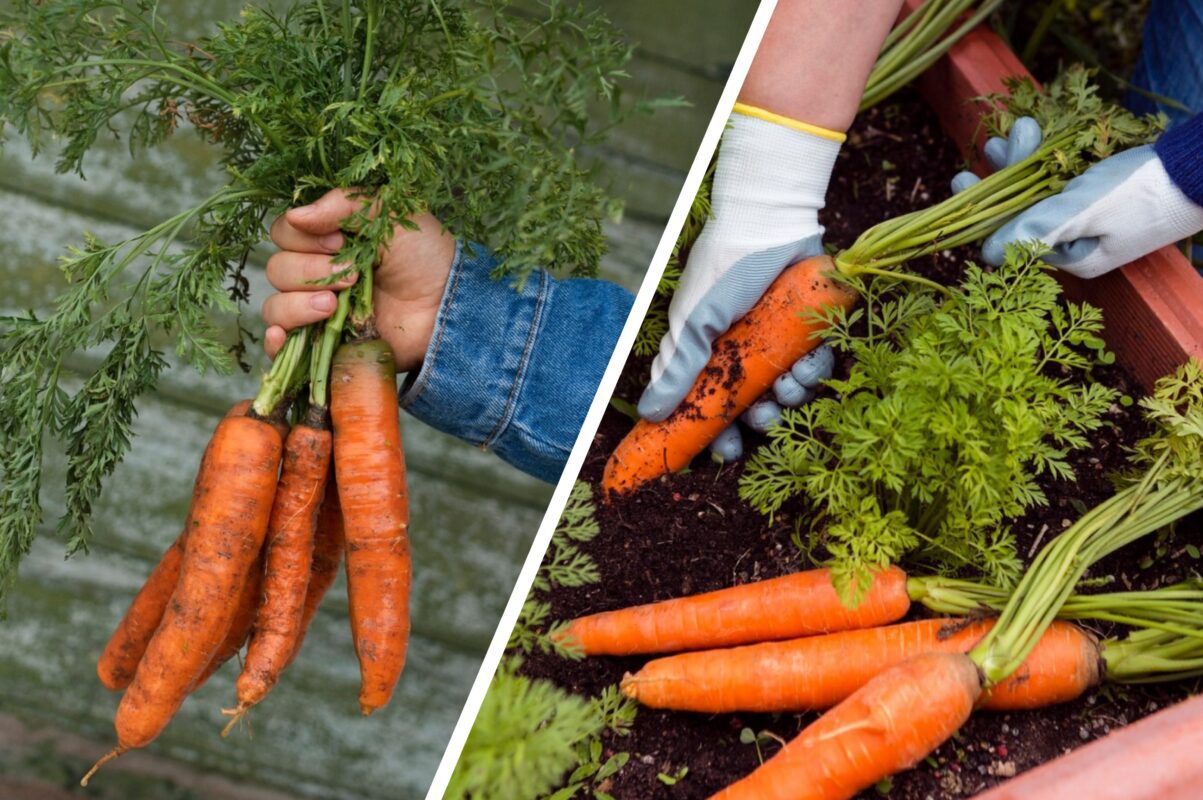 Експерт розповів, що дати моркві для набору маси