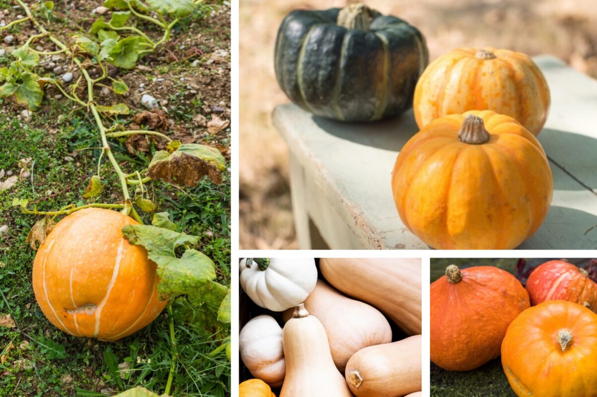 Агрономи розсекретили найврожайніші сорти гарбузів для посадки