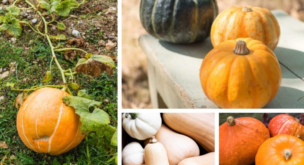 Ці кабаки можна посадити прямо зараз: 3 сорти з розкішним мускатним ароматом і ніжним смаком 