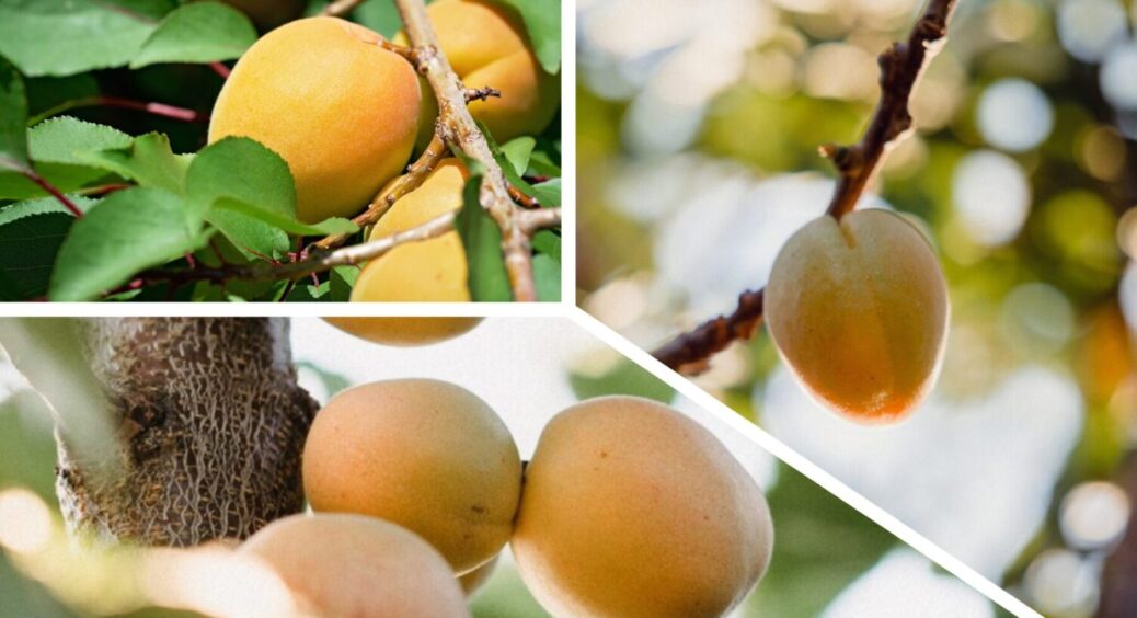 Щоб абрикос витримав все весною 2026: ось як на Чернігівщині зміцнюють імунітет дерев 