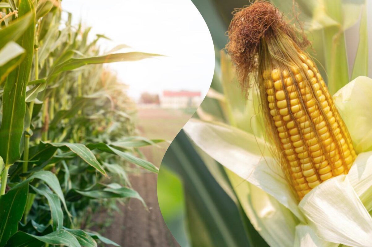 Городники розповіли, як виростити великий врожай кукурудзи в 2025