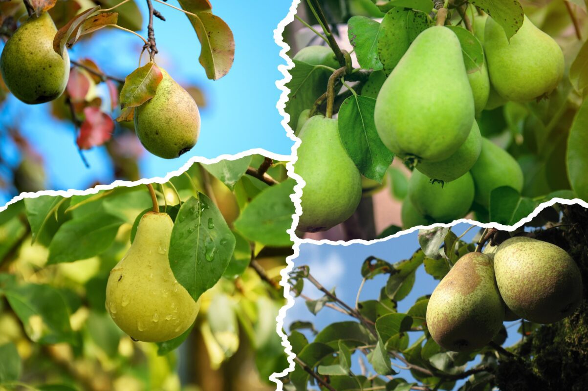 Агроном розповів, як груша сигналізує про хворобу