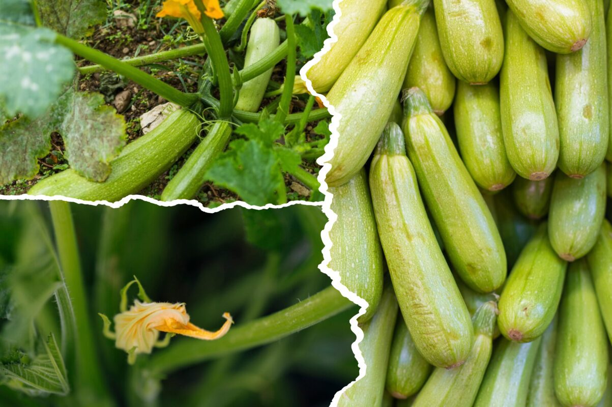 Дачники розповіли, що зробити з кабачками в липні, щоб збільшити врожай вдвічі