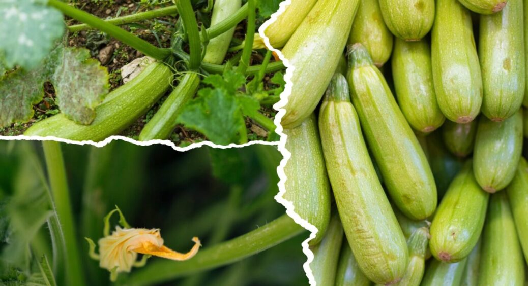 Врожаю буде вдвічі більше: що внести під кущі кабачків у липні – найкраща підживка 2025 